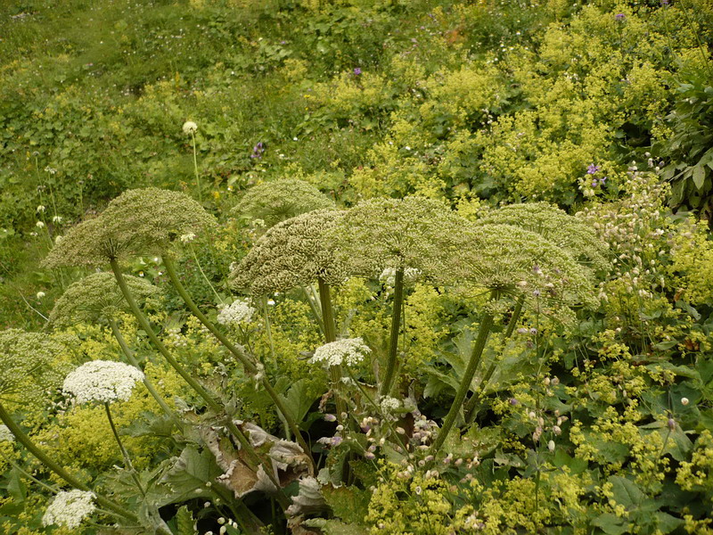 Изображение особи род Heracleum.