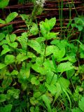 Mentha spicata. Средняя часть стебля с листьями. Удмуртия, Завьяловский р-н, д. Дуброво, дачный участок. 16.08.2009.
