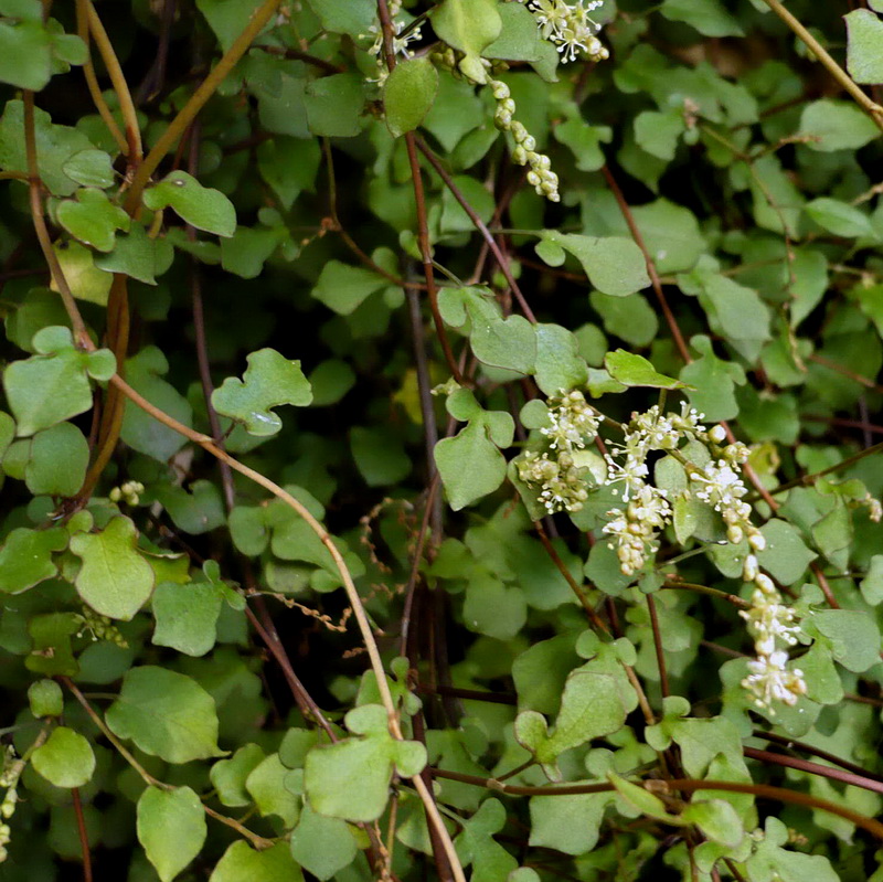 Image of Muehlenbeckia complexa specimen.