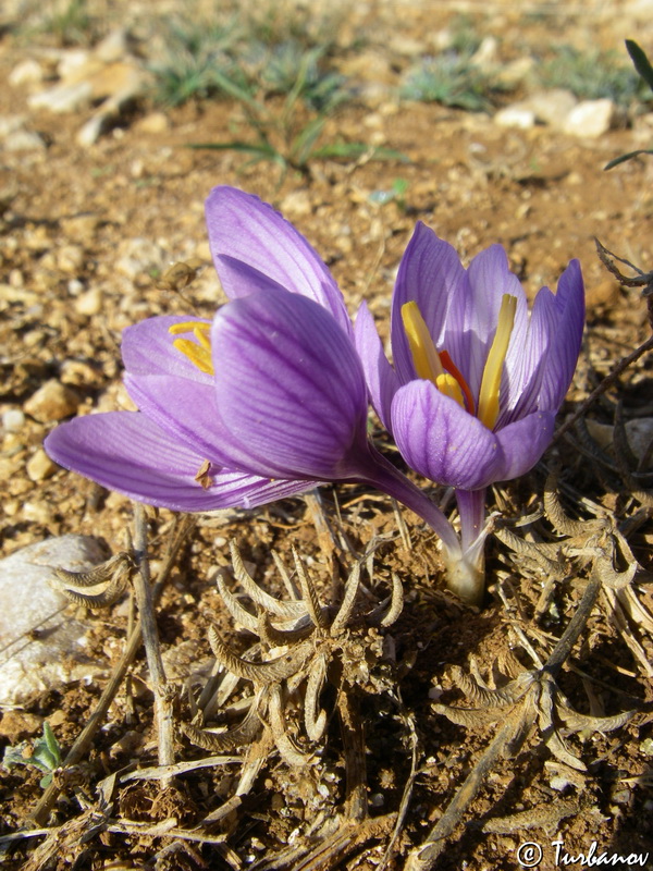 Image of Crocus pallasii specimen.