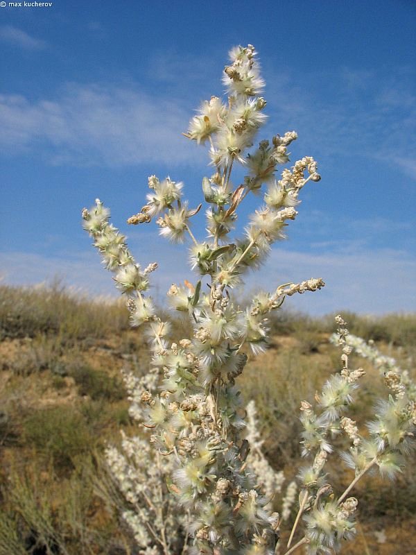 Image of Krascheninnikovia ceratoides specimen.