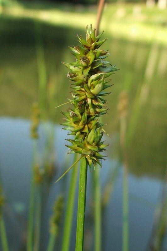 Изображение особи Carex vulpina.