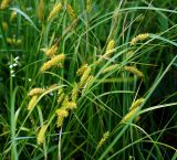 Carex vesicaria. Побеги с соплодиями. Московская обл., Раменский р-н, окр. ж.-д. платформы Хрипань, просека под ЛЭП. 29.06.2015.
