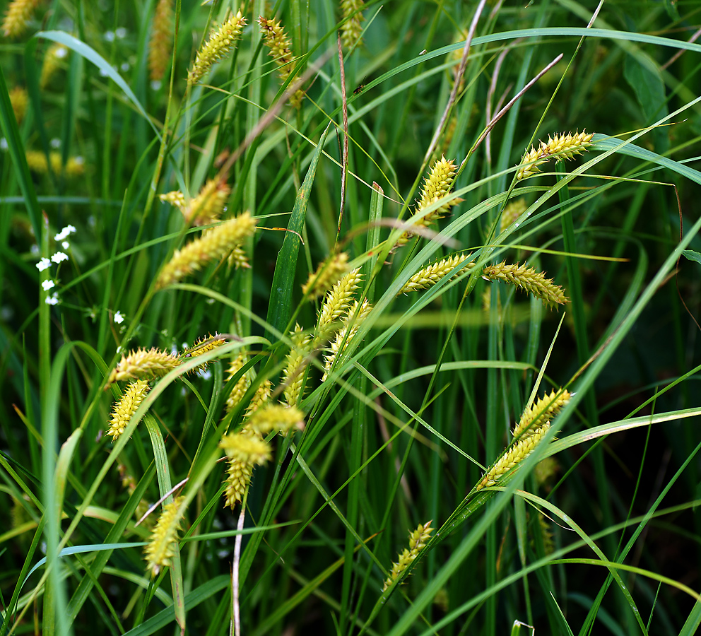 Изображение особи Carex vesicaria.