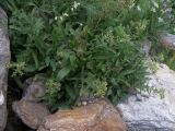 Nonea intermedia