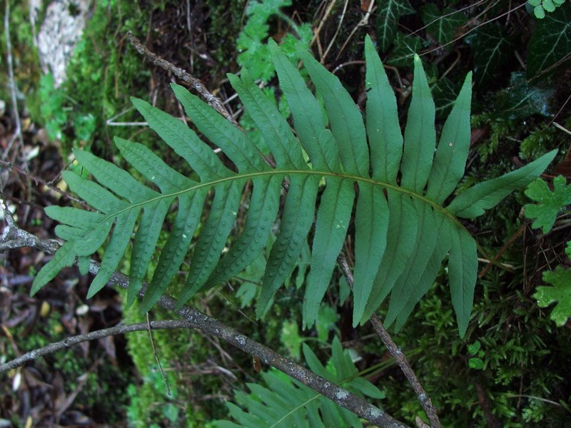 Изображение особи Polypodium cambricum.