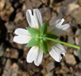 Cerastium davuricum