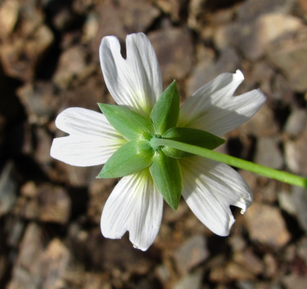 Изображение особи Cerastium davuricum.