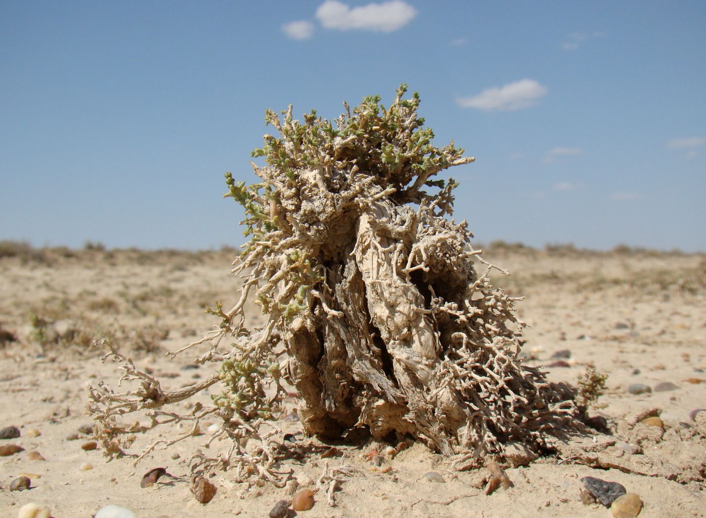 Image of genus Arthrophytum specimen.