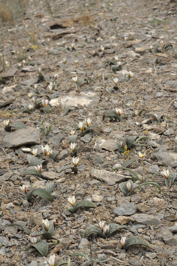 Image of Tulipa regelii specimen.