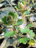 Veronica hederifolia
