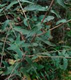 Lythrum salicaria