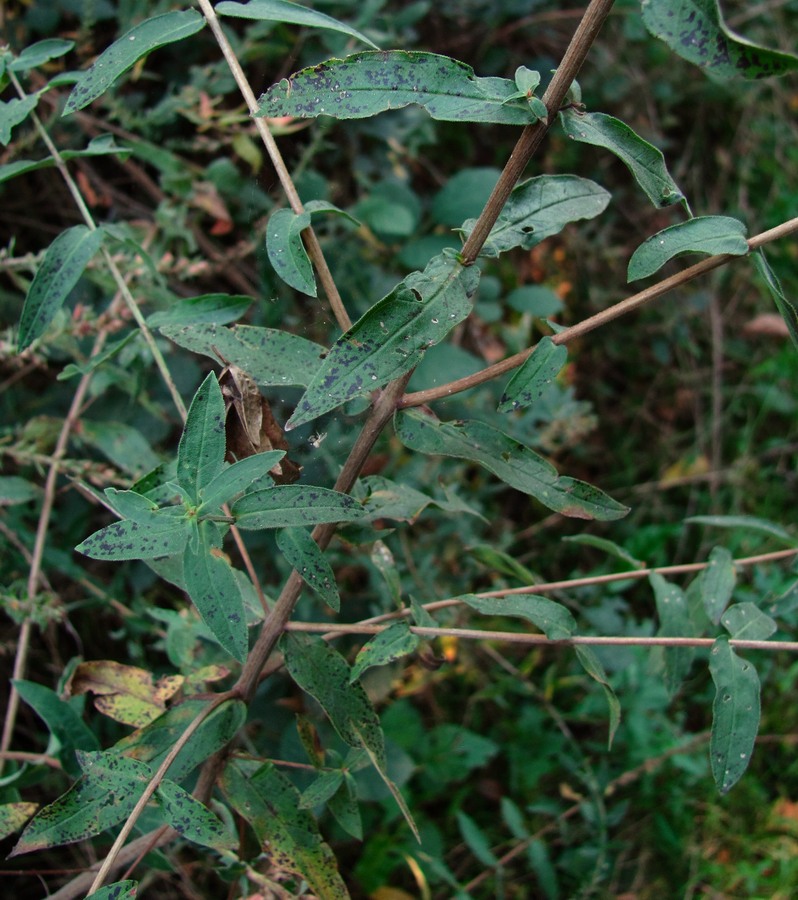 Image of Lythrum salicaria specimen.