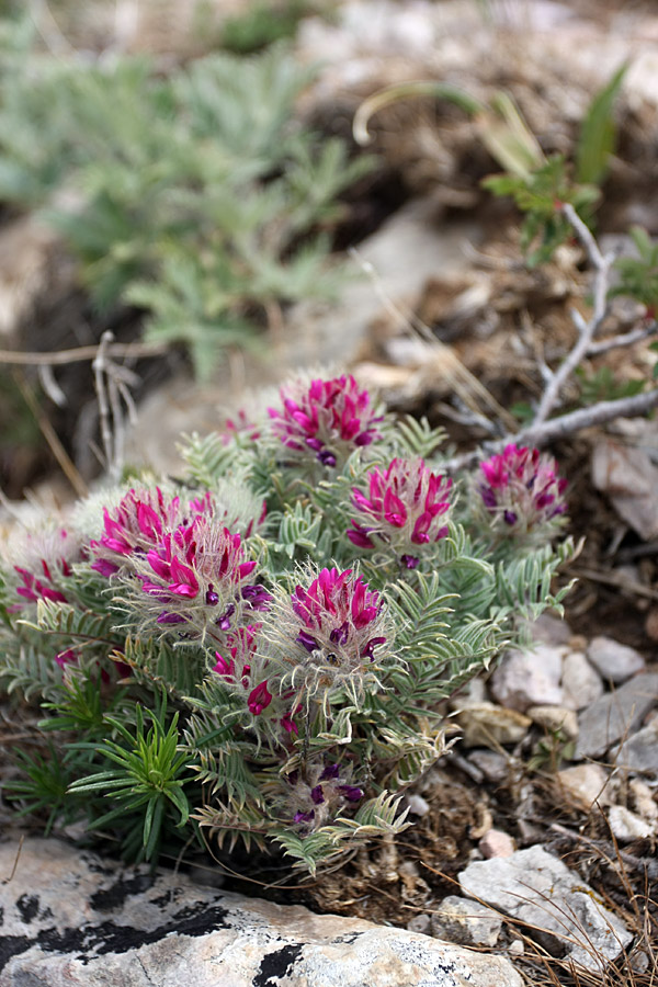 Image of Oxytropis trichocalycina specimen.