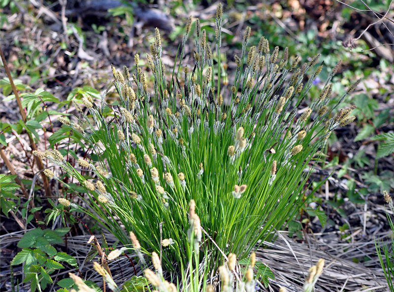 Изображение особи Carex cespitosa.