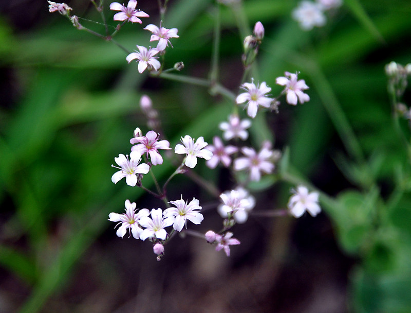 Изображение особи Gypsophila pacifica.