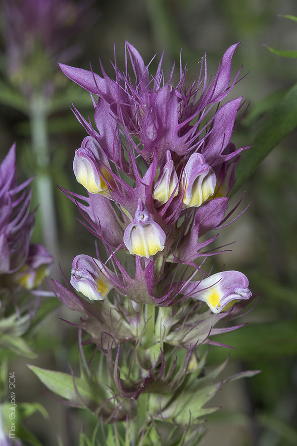 Image of Melampyrum arvense specimen.