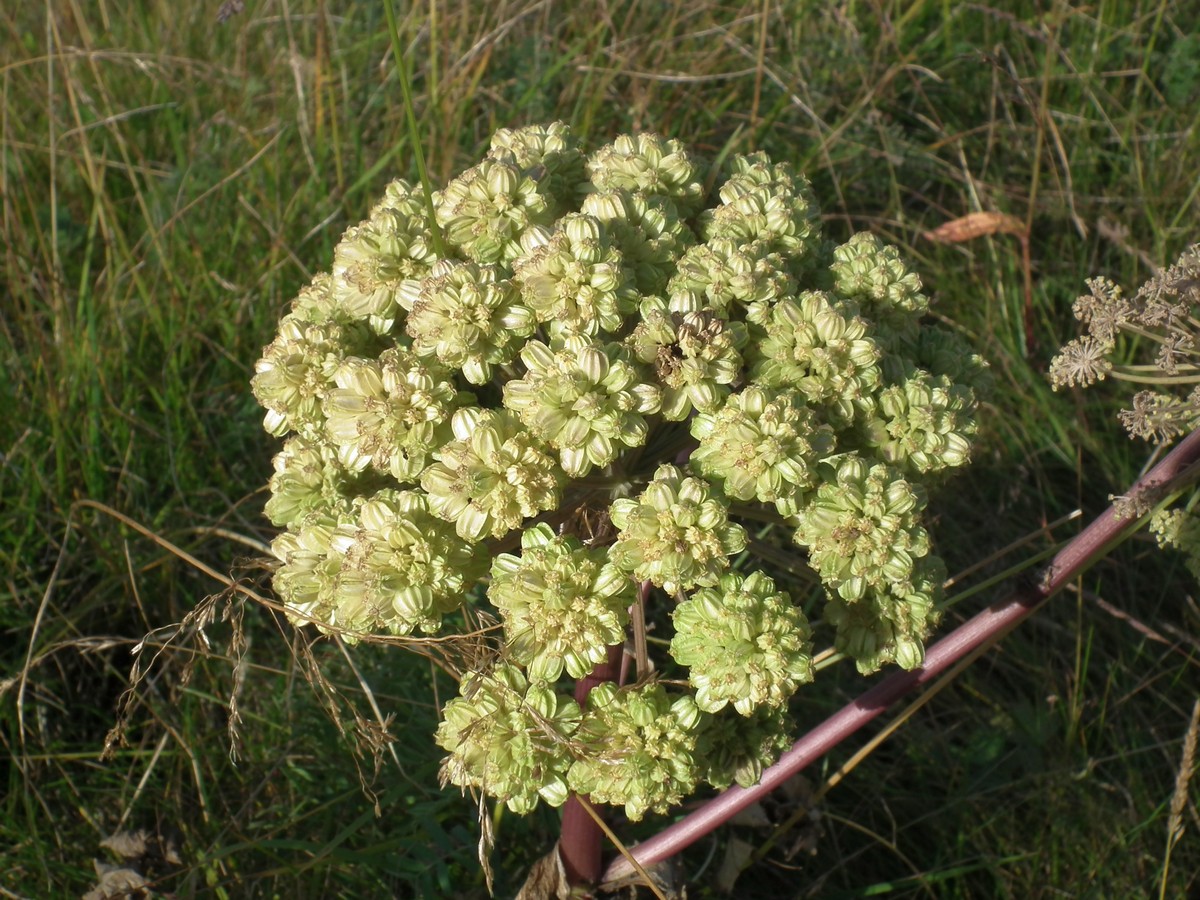 Image of Archangelica officinalis specimen.