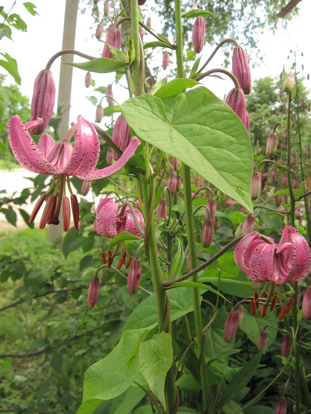 Изображение особи Lilium martagon.