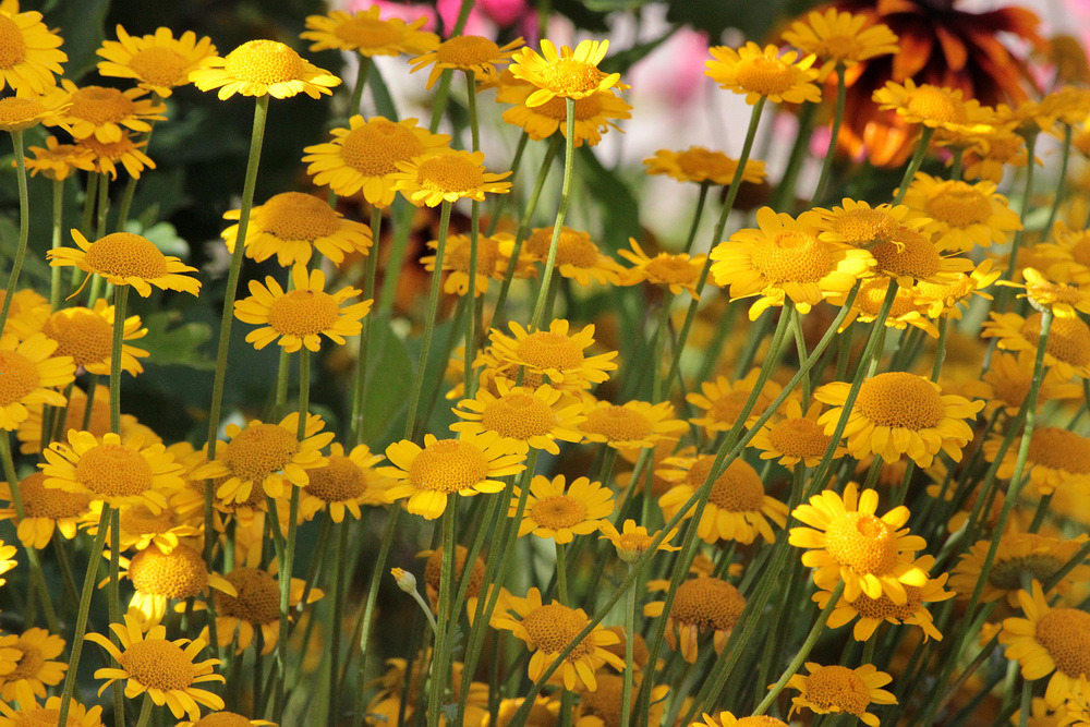 Изображение особи Anthemis tinctoria.