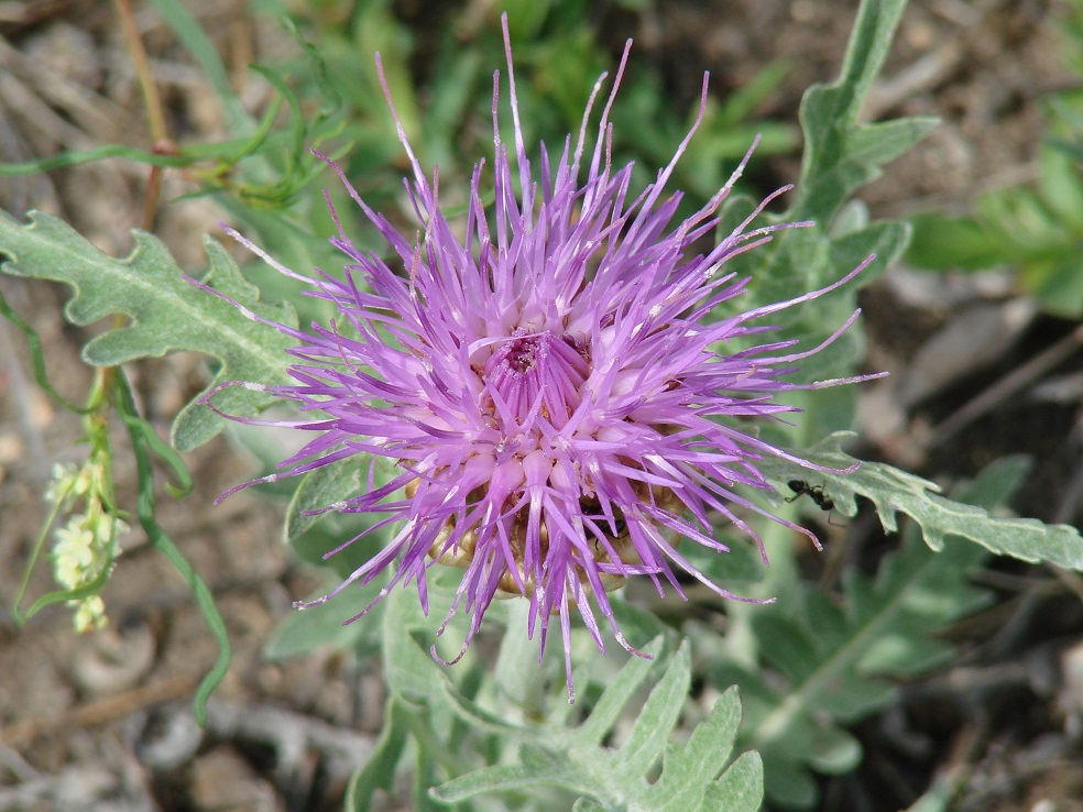 Image of Stemmacantha uniflora specimen.