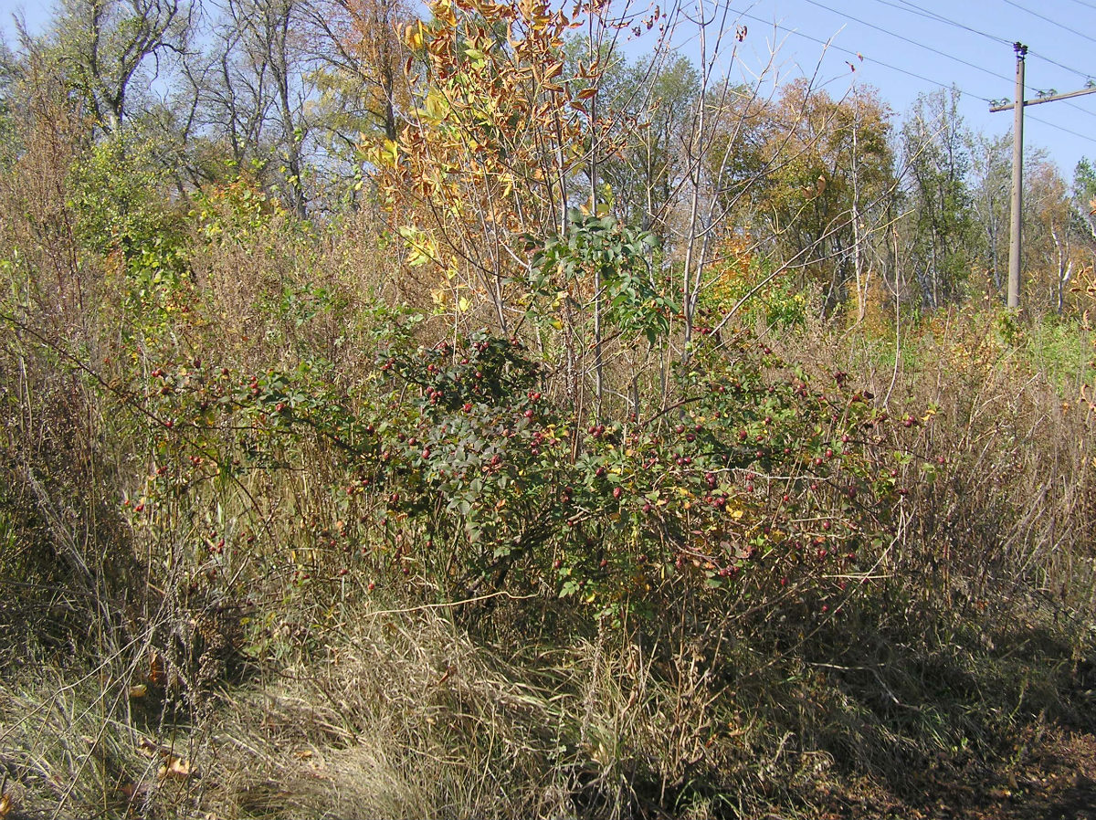 Image of Rosa corymbifera specimen.