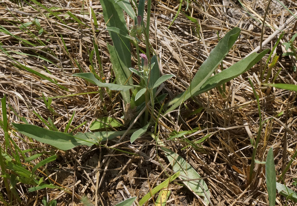 Изображение особи Convolvulus lineatus.