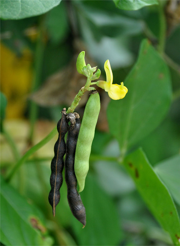 Image of Vigna marina specimen.