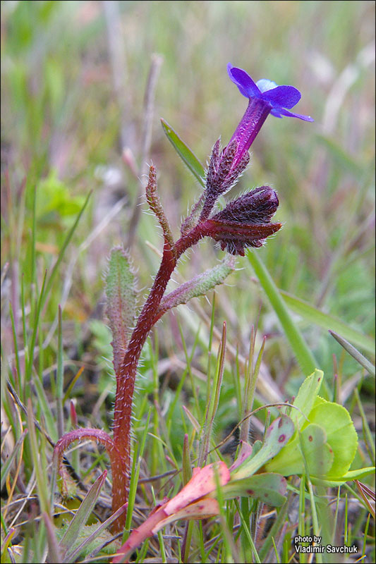 Image of Anchusa stylosa specimen.