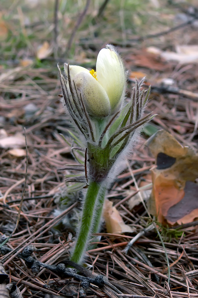 Image of Pulsatilla uralensis specimen.