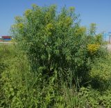 Euphorbia soongarica