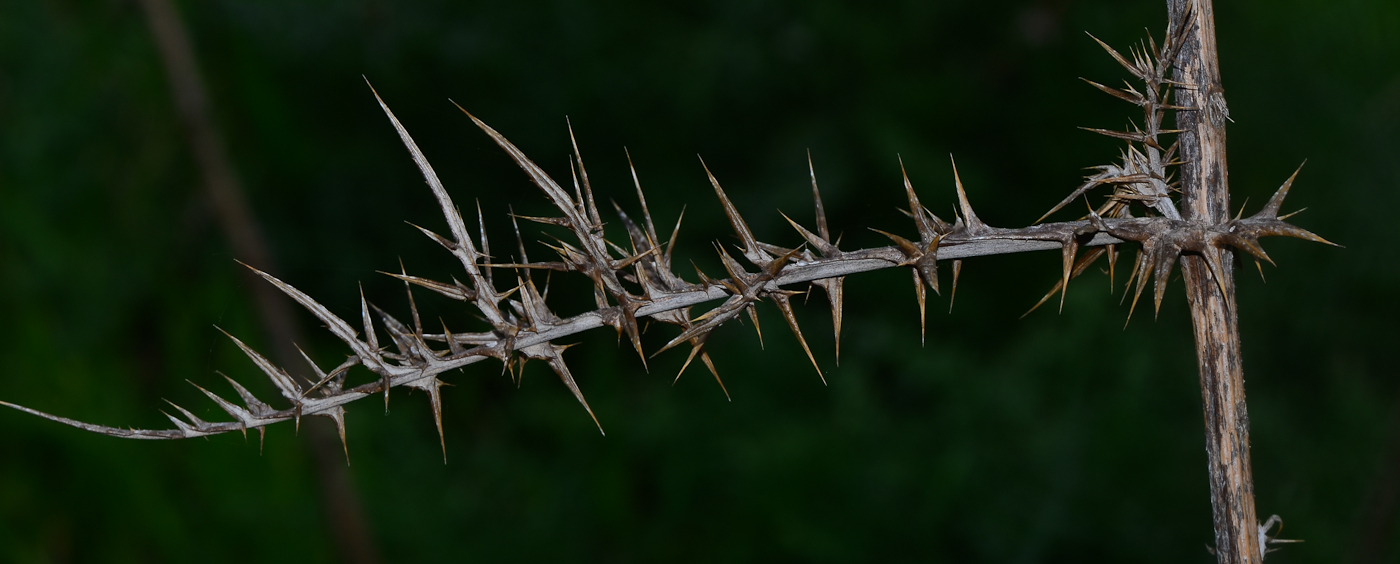 Image of Echinops adenocaulos specimen.