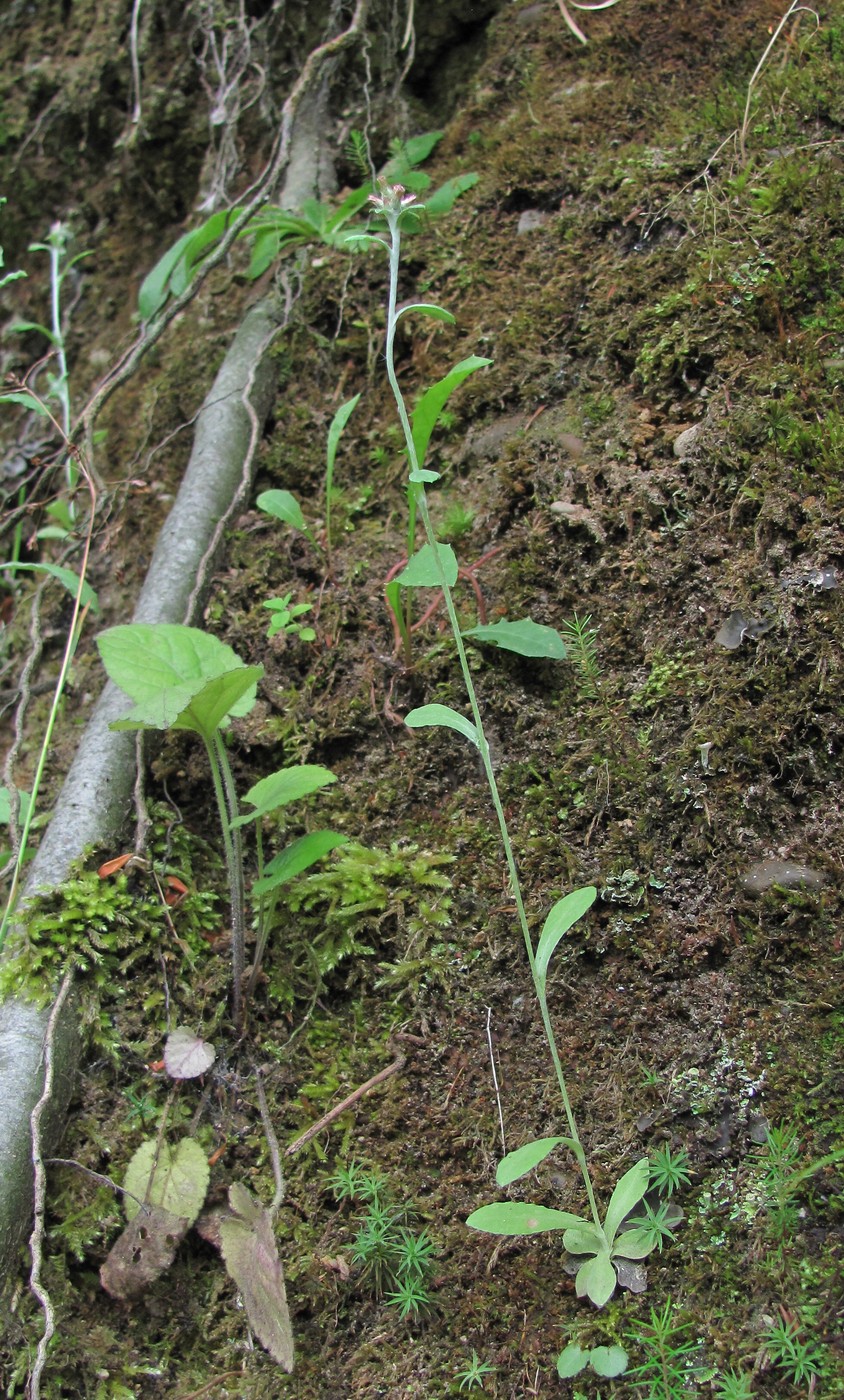 Image of familia Asteraceae specimen.