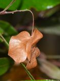 Dodonaea viscosa