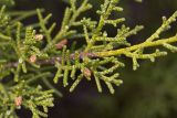 Juniperus phoenicea