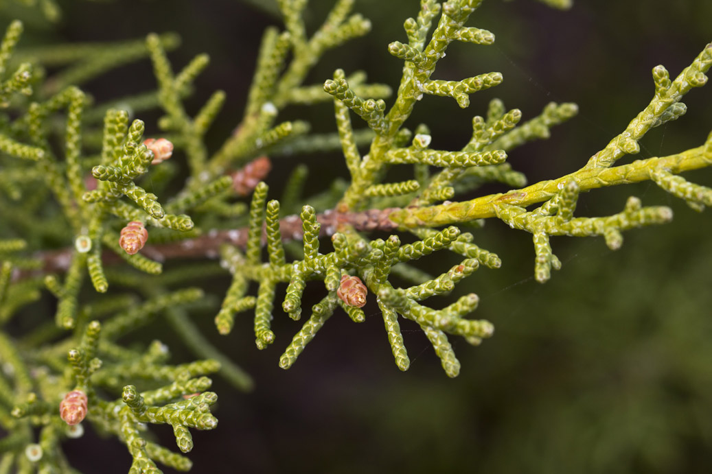 Изображение особи Juniperus phoenicea.