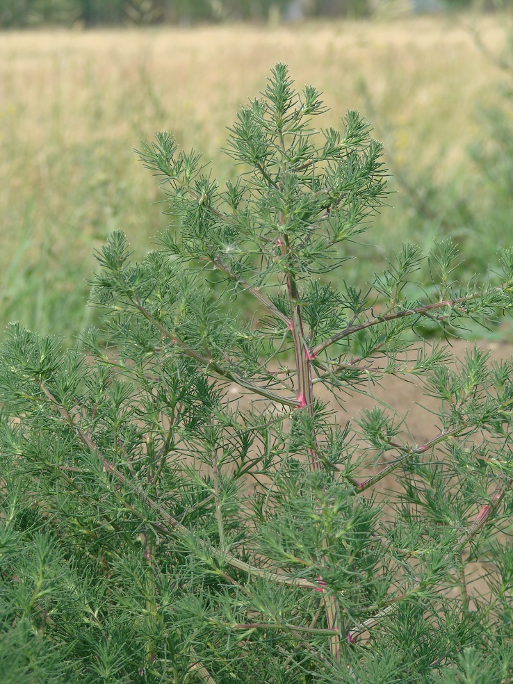 Image of Bassia scoparia specimen.