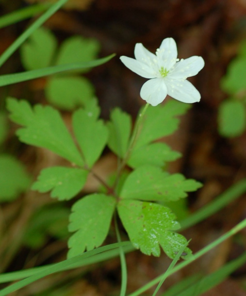 Изображение особи Anemone extremiorientalis.