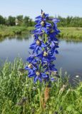 Delphinium dictyocarpum