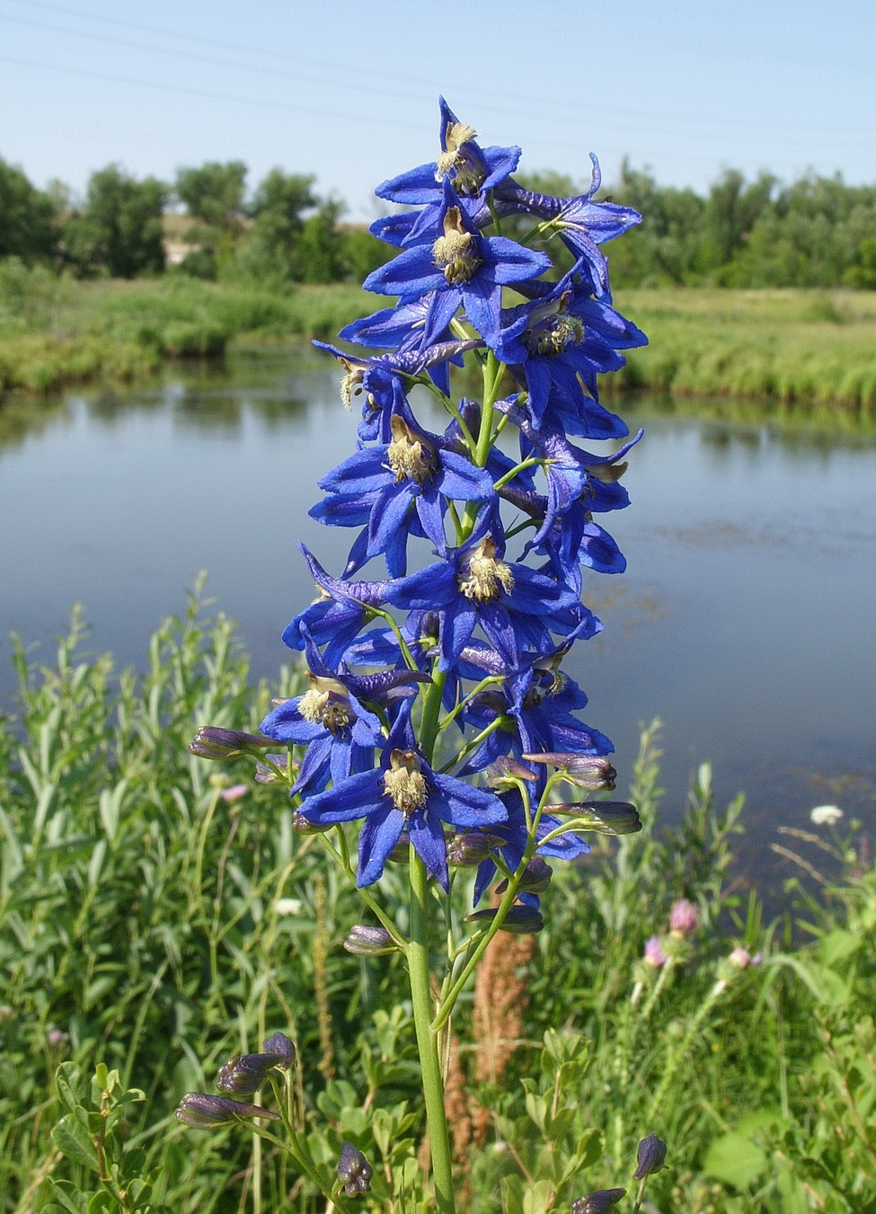 Image of Delphinium dictyocarpum specimen.