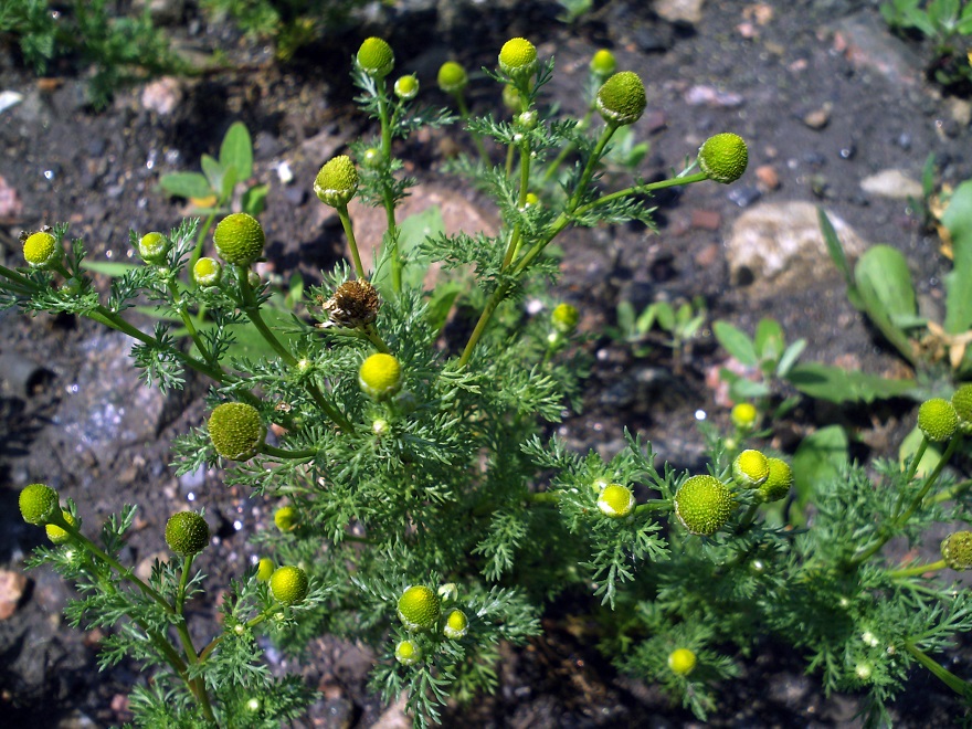 Изображение особи Matricaria discoidea.