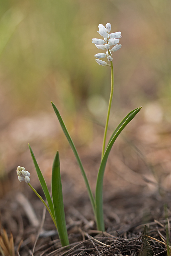 Image of Hyacinthella leucophaea specimen.