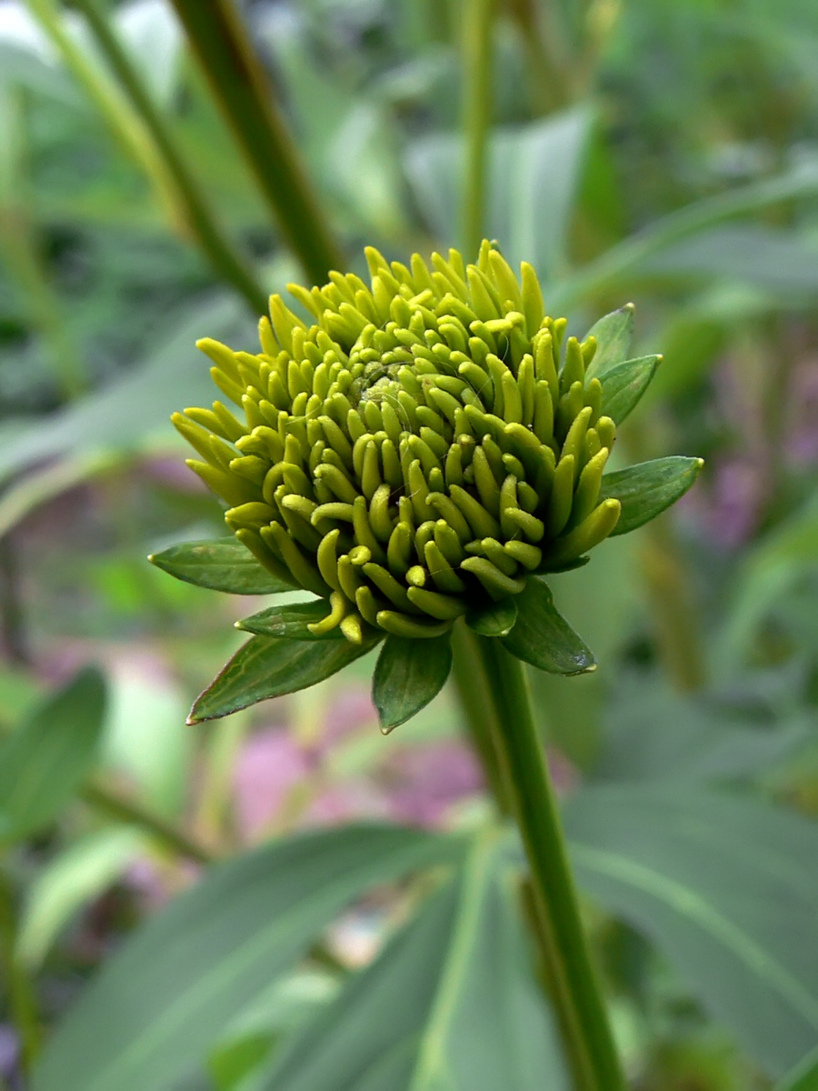 Image of Rudbeckia laciniata var. hortensia specimen.