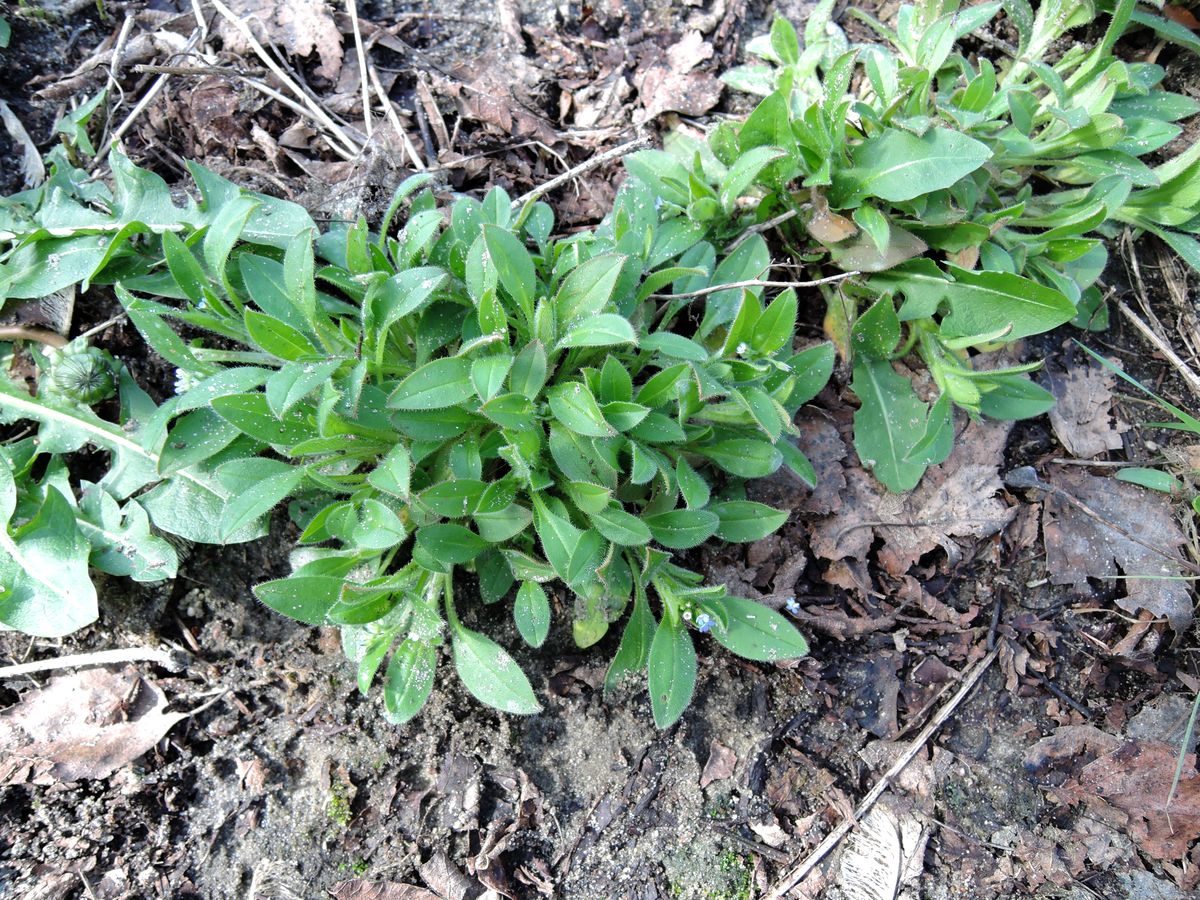 Изображение особи Myosotis sparsiflora.