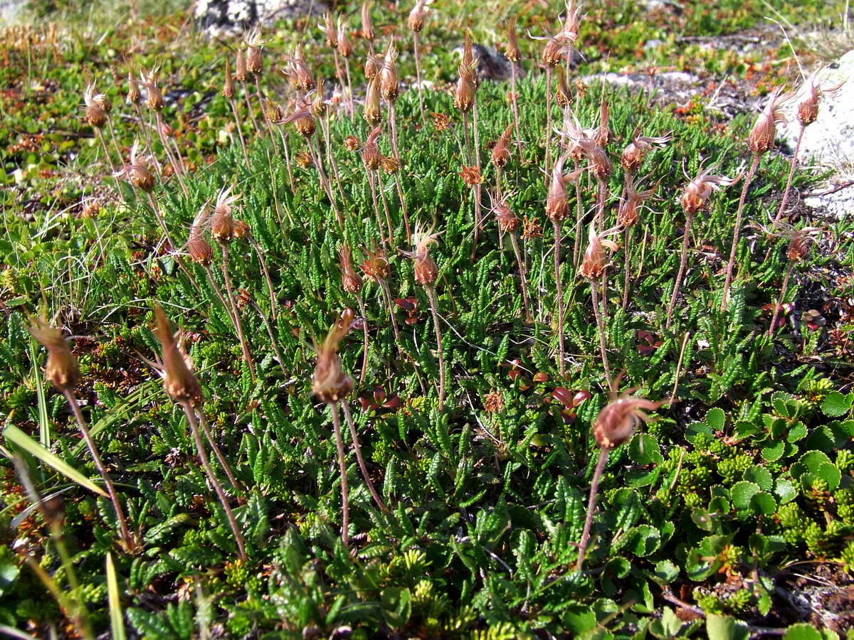 Image of Dryas octopetala ssp. subincisa specimen.