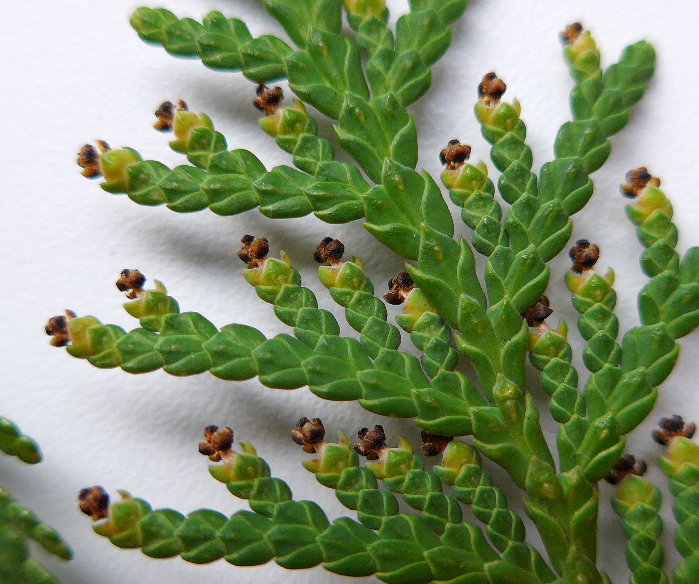 Image of Thuja occidentalis specimen.