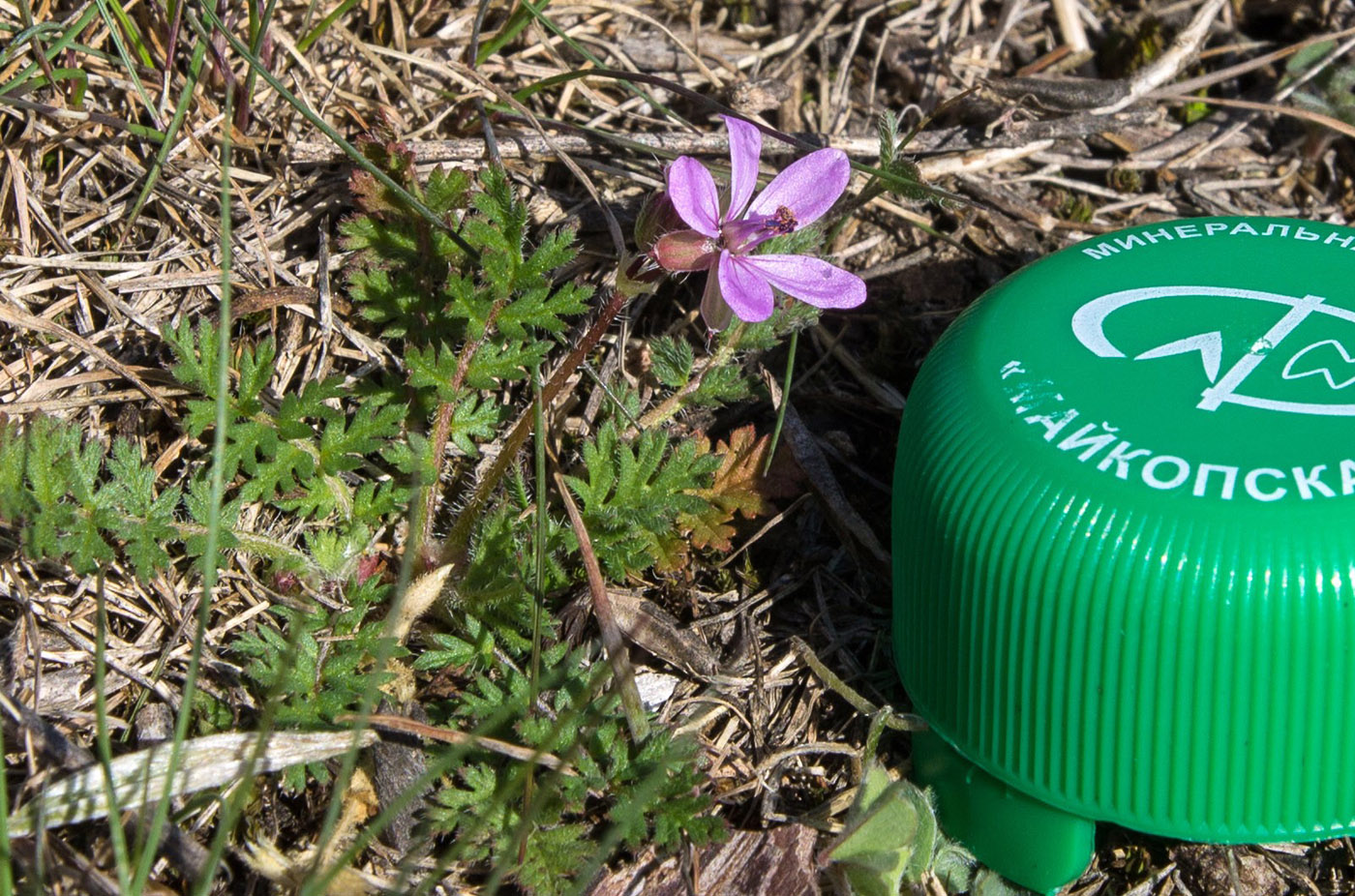 Изображение особи Erodium cicutarium.