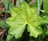 Alchemilla glabricaulis