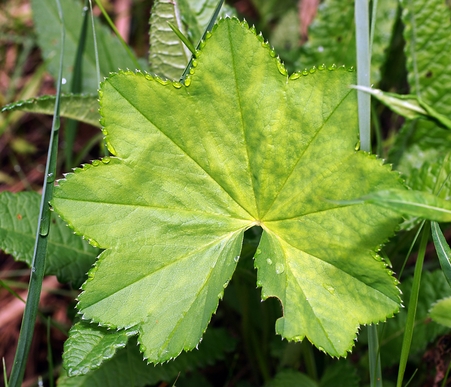 Изображение особи Alchemilla glabricaulis.