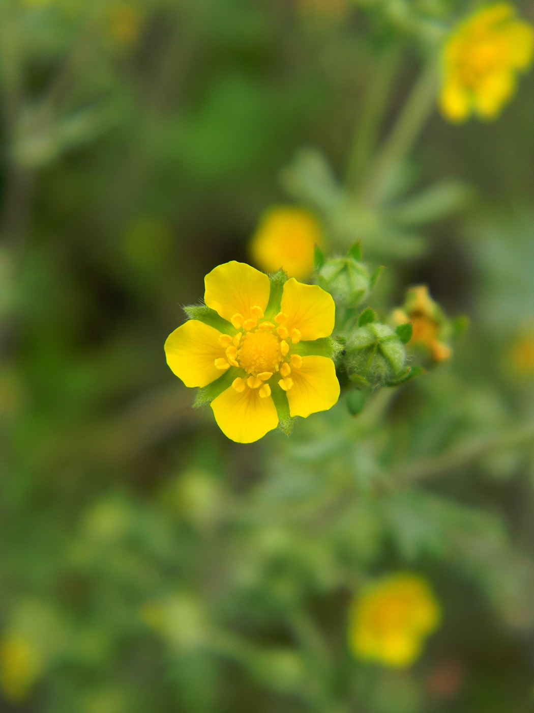 Image of Potentilla argentea specimen.